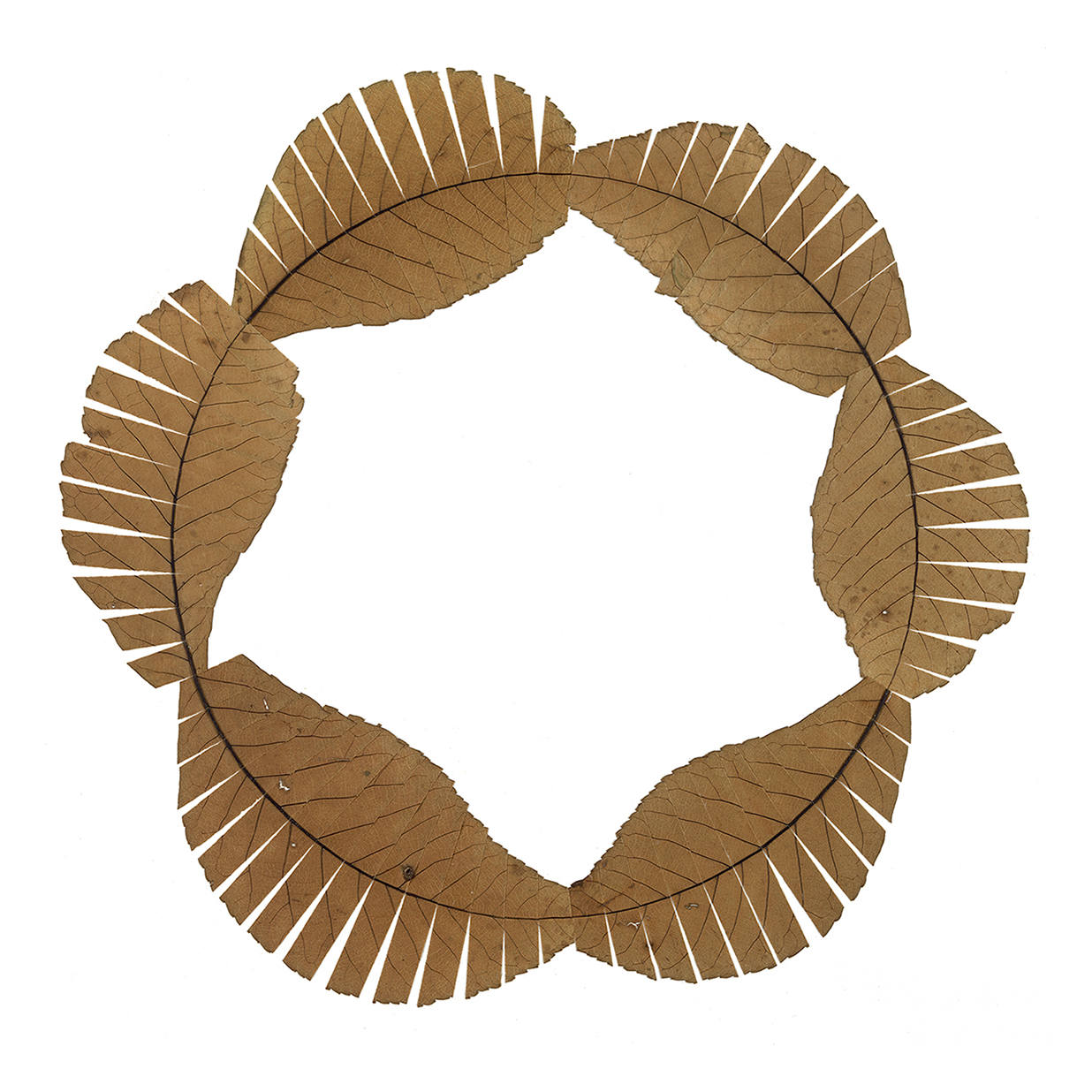 Six Leaves Sliced and Reassembled to Draw a Circle